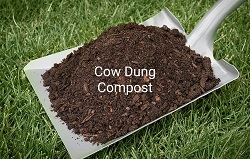 Cow Dung Compost